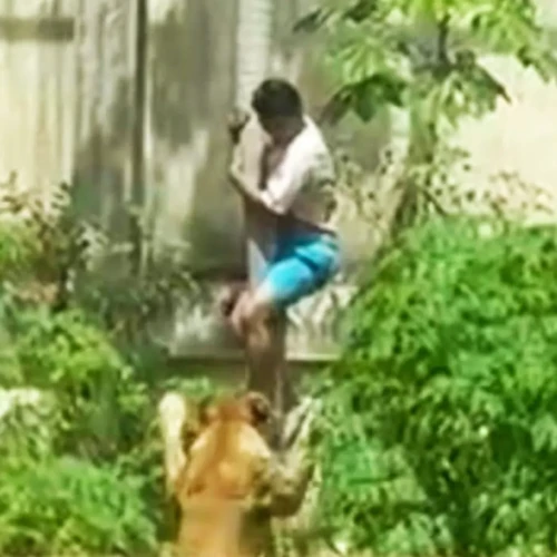 Rapaz escalou muro e uso árvore para entrar em recinto proibido; leoa o puxou pelo quadril - Foto reprodução redes sociais