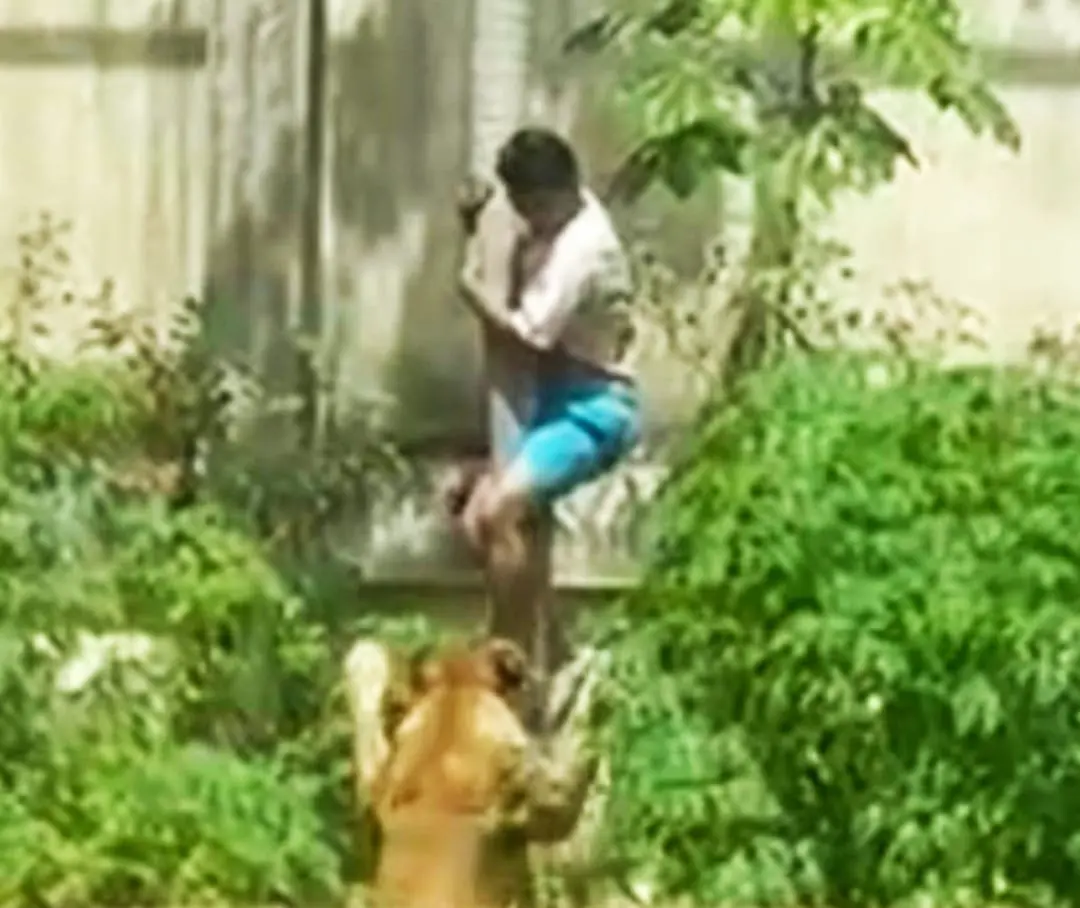 Rapaz escalou muro e uso árvore para entrar em recinto proibido; leoa o puxou pelo quadril - Foto reprodução redes sociais