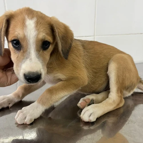 Última edição da Feira de Adoção de Animais de 2025, promovida pela Prefeitura de Aparecida, oferece cerca de 40 cães e gatos prontos para ganhar um novo lar.