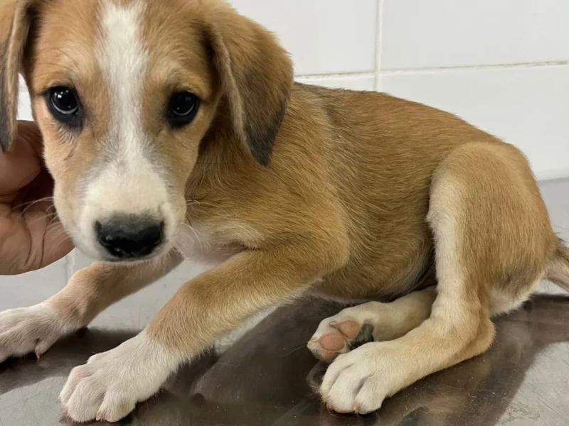 Última edição da Feira de Adoção de Animais de 2025, promovida pela Prefeitura de Aparecida, oferece cerca de 40 cães e gatos prontos para ganhar um novo lar.