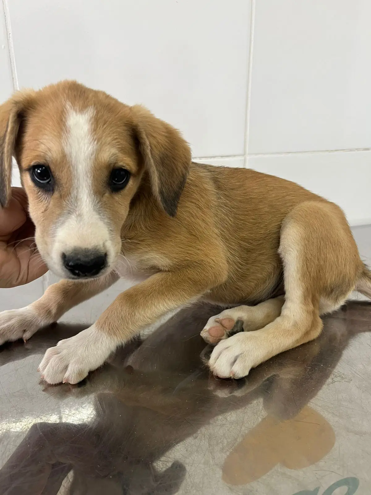 Última edição da Feira de Adoção de Animais de 2025, promovida pela Prefeitura de Aparecida, oferece cerca de 40 cães e gatos prontos para ganhar um novo lar.