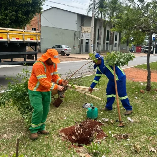 plantio de árvores em Goiânia - Foto Luciano Magalhães