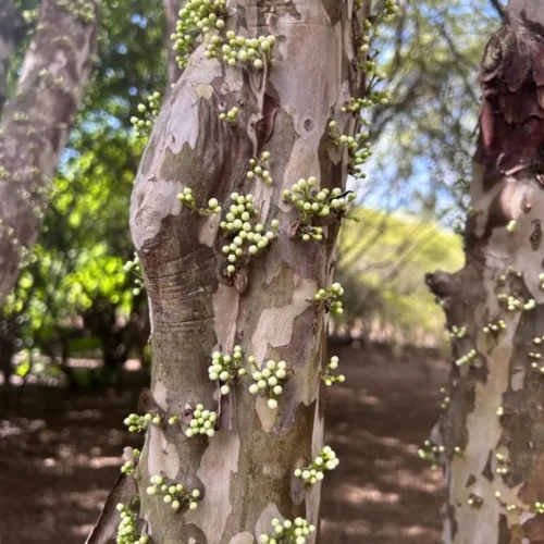 Pesaquisa-da-UEG-estudam-jabuticabeiras_UEG