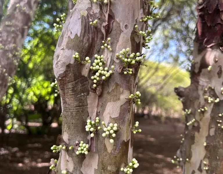 Pesaquisa-da-UEG-estudam-jabuticabeiras_UEG