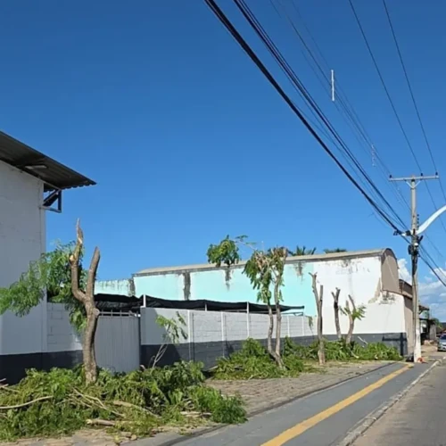 árvores mutiladas em Aparecida