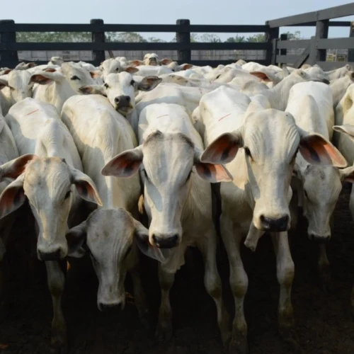 entressafra-boi-gordo-arroba