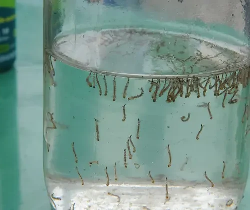 20170317_00_larvas_aedes (1)