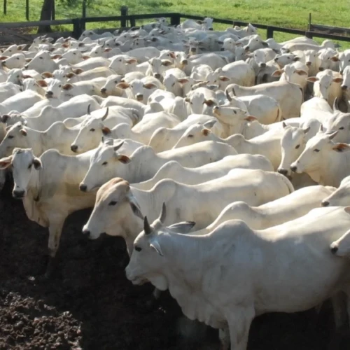 sb6fIidd-rebanho-bovino