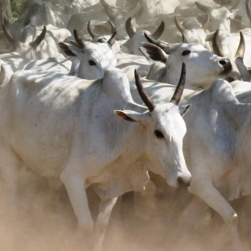 reter-ou-vender-boi-gordo-melhor-momento