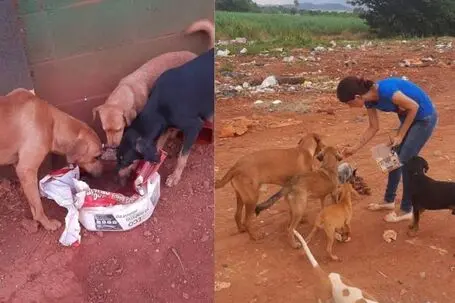 Prefeitura terá que tomar três providências para proteger animais abandonados - Foto MPGO