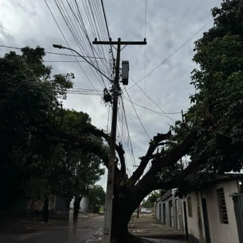 Poda tem mutilado copa das árvores aponta prefeitura - Foto AMMA