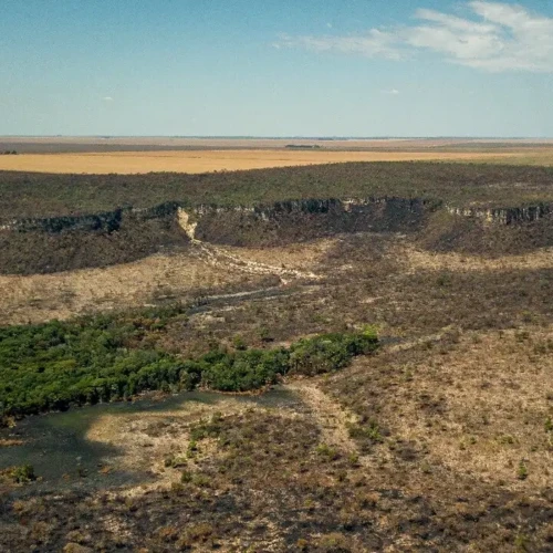 desmatamento no cerrado cai