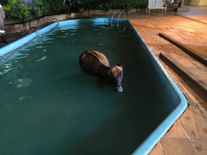 vaca na piscina