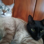 Projeto foca em castração de cães e gatos para controle populacional - Foto Marília Assunção - DG
