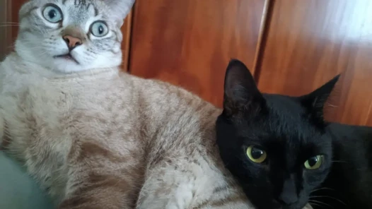 Projeto foca em castração de cães e gatos para controle populacional - Foto Marília Assunção - DG
