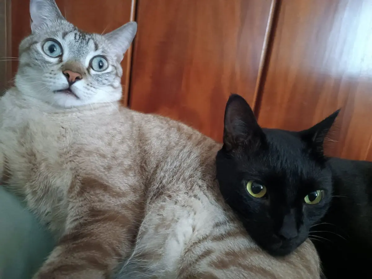 Projeto foca em castração de cães e gatos para controle populacional - Foto Marília Assunção - DG