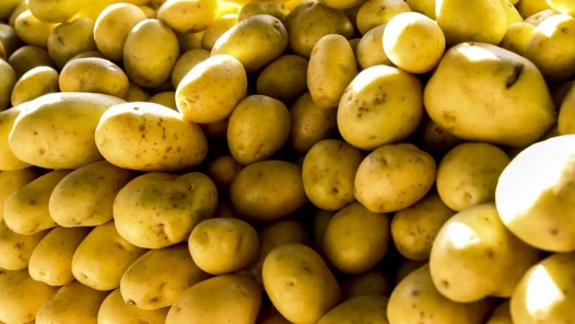 batata-inglesa