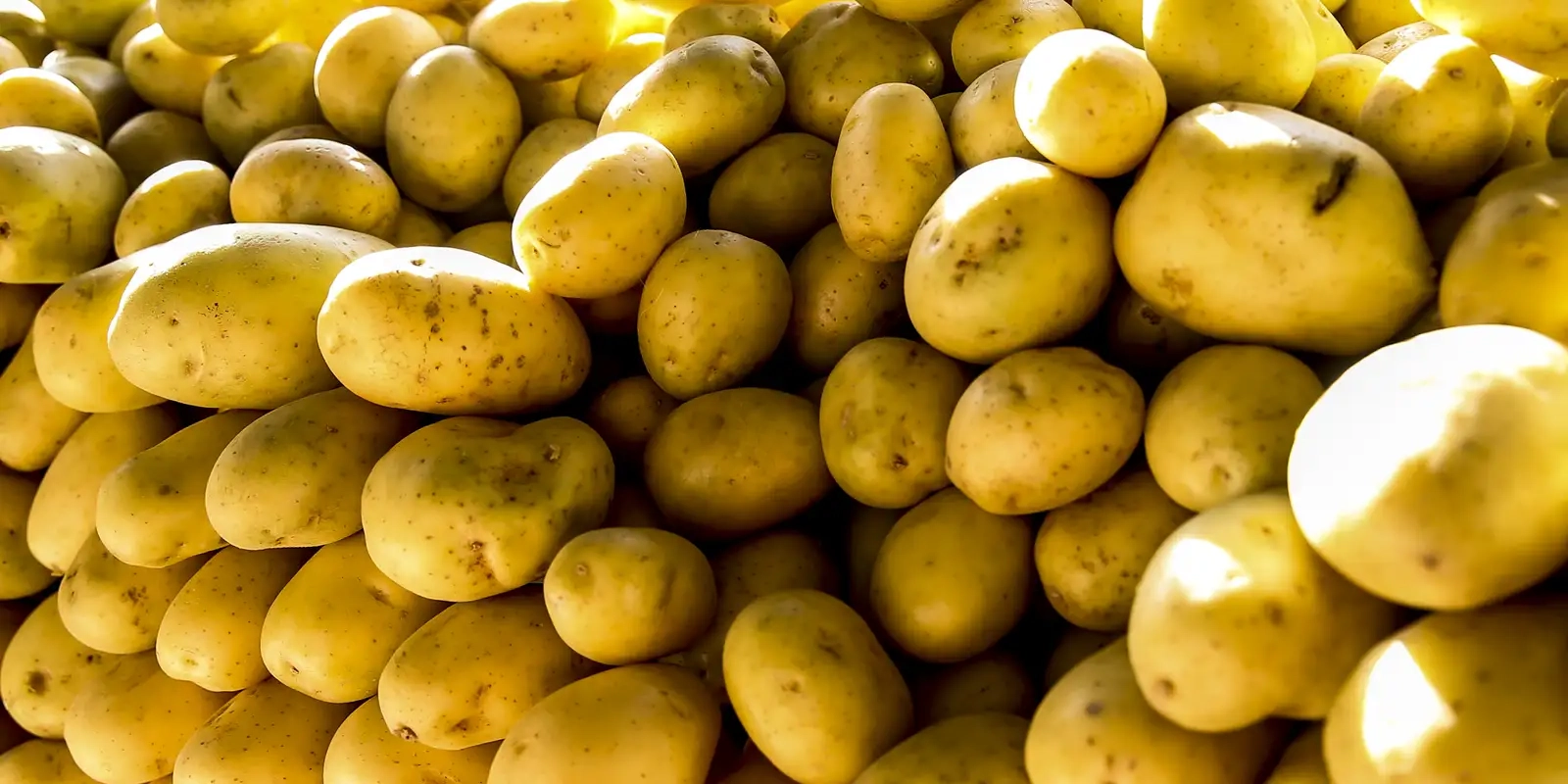 batata-inglesa