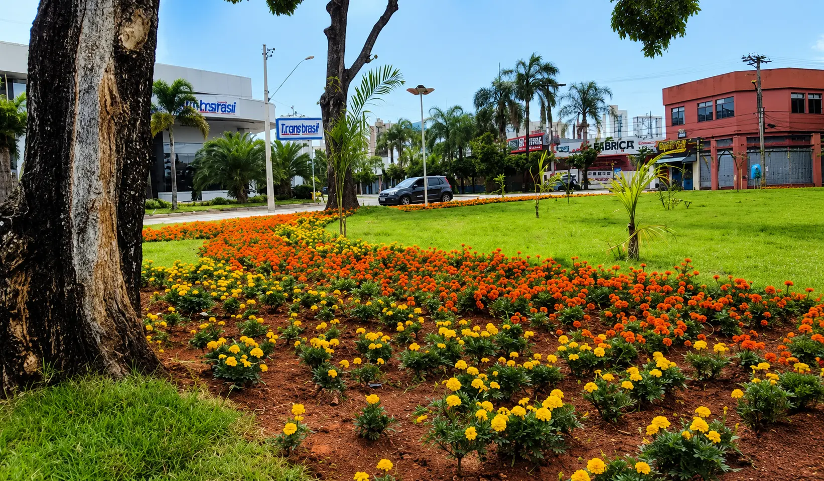 Revitalizada em 2024, Praça Ciro Lisita deve ser cortada ao meio e árvores transplantadas - Foto reprodução
