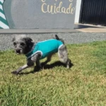 Feira de adoção responsável APARECIDA