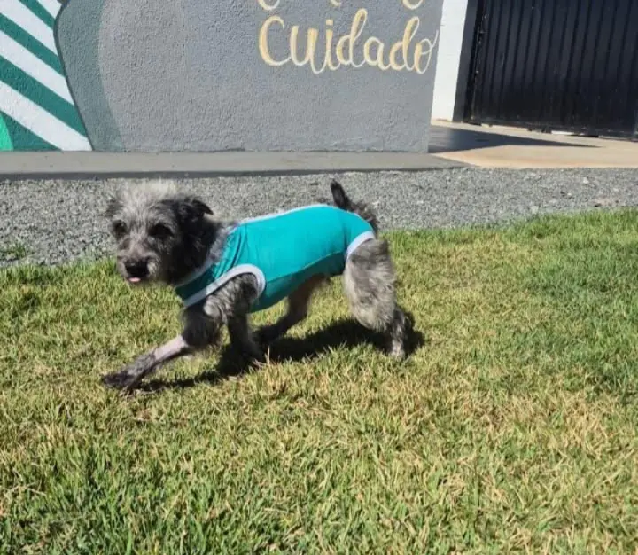 Feira de adoção responsável APARECIDA