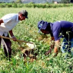 empregos agro