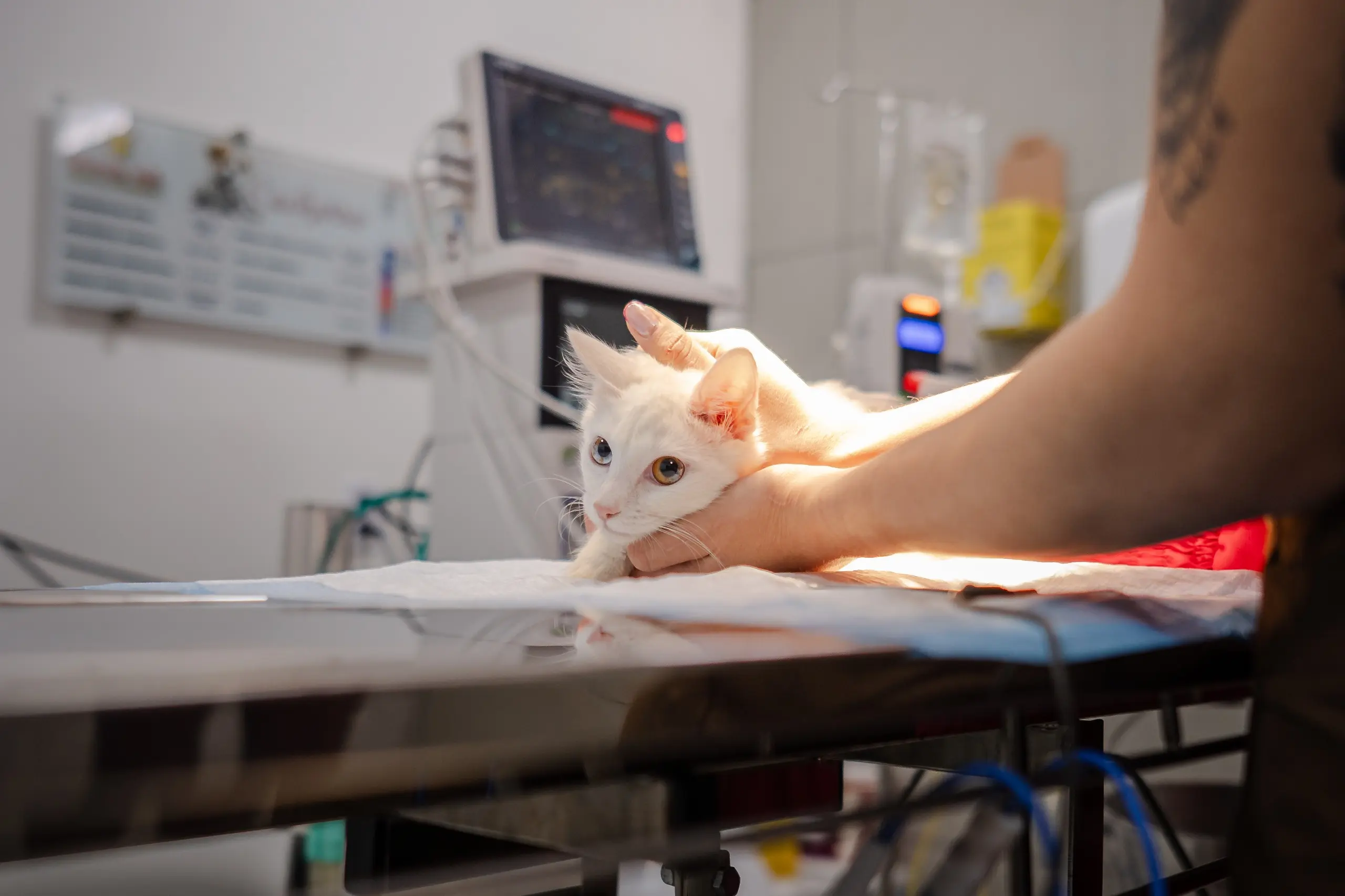 Anápolis Inicia Programa Gratuito de Castração de Cães e Gatos