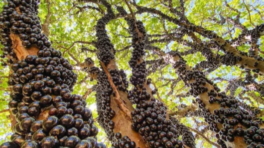 Fazenda Jabuticabal abre temporada antecipada de jabuticabas em Goiás a partir deste sábado