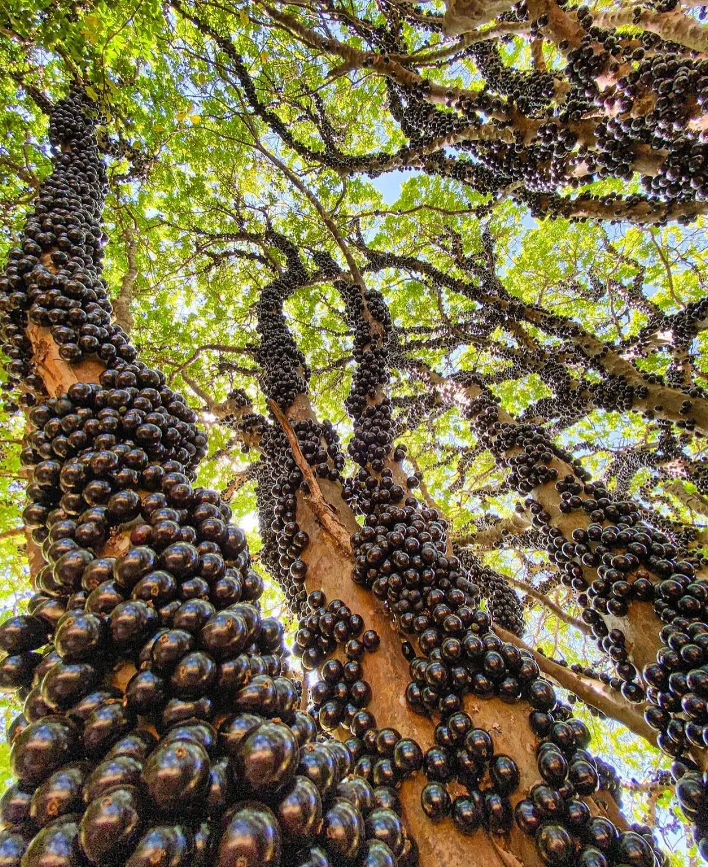 Fazenda Jabuticabal abre temporada antecipada de jabuticabas em Goiás a partir deste sábado