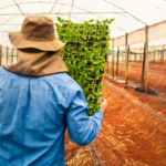 emprego agro