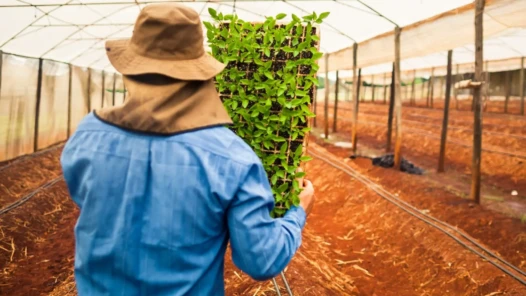 emprego agro