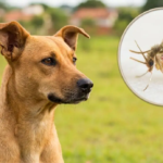A leishmaniose é causada por um parasita e transmitida pela picada do mosquito-palha - Foto gerada por IA