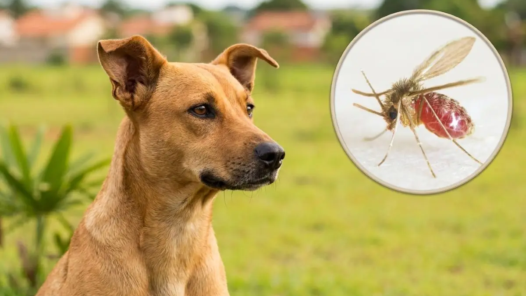 A leishmaniose é causada por um parasita e transmitida pela picada do mosquito-palha - Foto gerada por IA