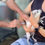 População terá 300 postos para vacinas cães e gatos - Foto SMS