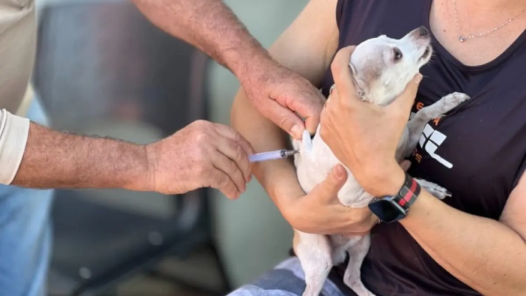 População terá 300 postos para vacinas cães e gatos - Foto SMS