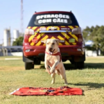 O cão bombeiro Fênix, referência em busca e salvamento, morreu esta semana - Foto CBMGO
