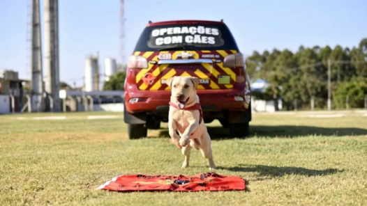 O cão bombeiro Fênix, referência em busca e salvamento, morreu esta semana - Foto CBMGO