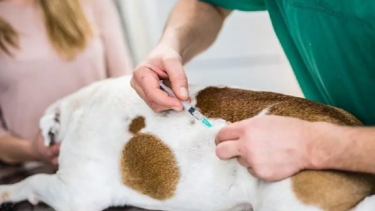 Aparecida terá vacinação antirrábica gratuita para cães e gatos em 61 postos neste sábado