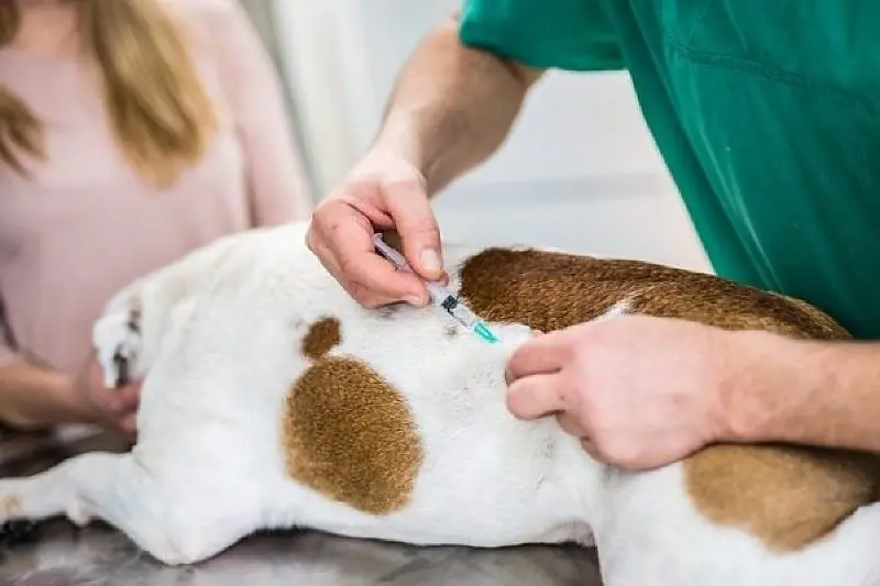 Aparecida terá vacinação antirrábica gratuita para cães e gatos em 61 postos neste sábado