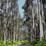 floresta eucaliptos goiás