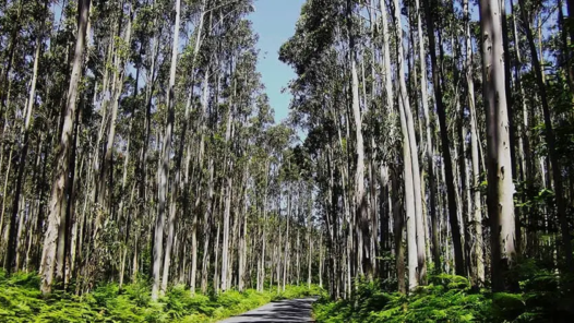 floresta eucaliptos goiás