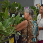 Chegada da primavera exposição de orquídeas e rosas do deserto movimenta Aparecida no fim de semana