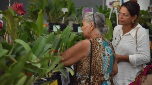 Chegada da primavera exposição de orquídeas e rosas do deserto movimenta Aparecida no fim de semana