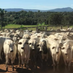 rebanho bovino goiás