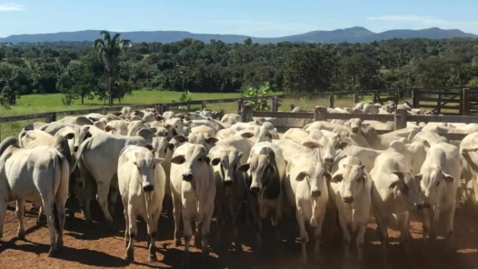 rebanho bovino goiás