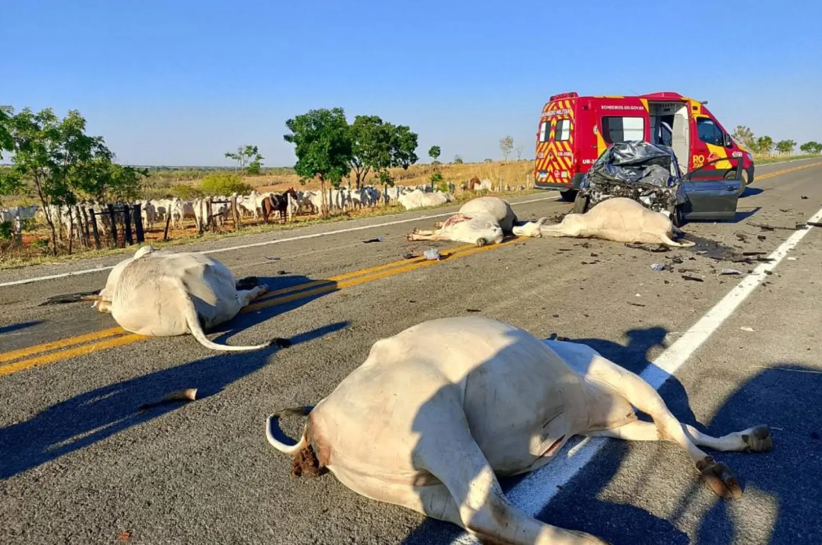Carro colide com gado na GO-446 e deixa motorista ferido em Iaciara